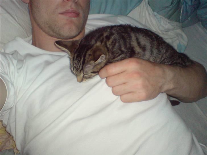 Huskat TARZAN aka HANTUZH+ - mig igen med træt missekat billede 11