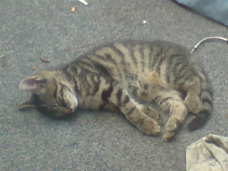 Huskat TARZAN aka HANTUZH+ - død kat på varmt terrassegulv billede 12