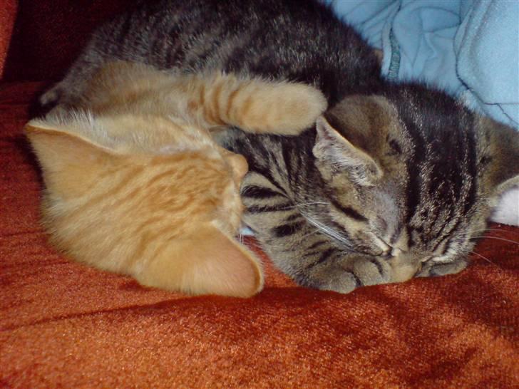 Huskat TARZAN aka HANTUZH+ - ung tarzan og lillesøster billede 13