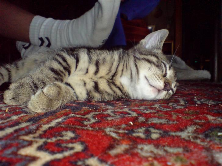 Huskat TARZAN aka HANTUZH+ - din dovne hankat! billede 14