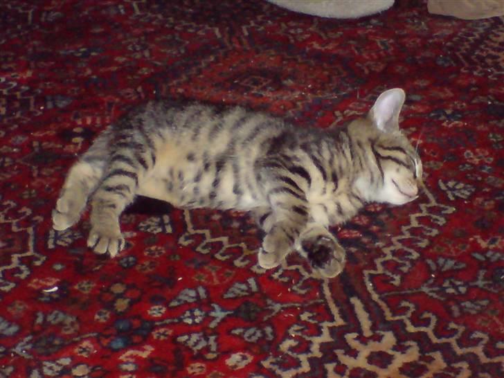 Huskat TARZAN aka HANTUZH+ - meget ung hankat, træt. billede 15