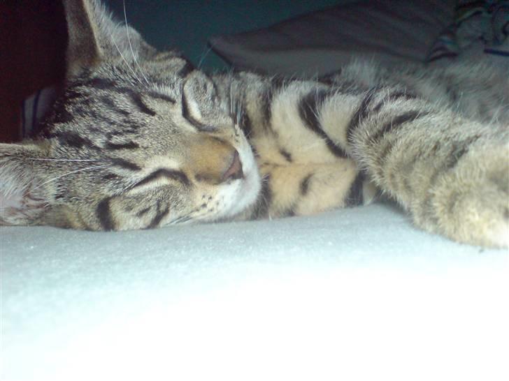 Huskat TARZAN aka HANTUZH+ - træt hankat billede 16