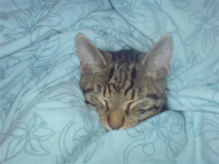 Huskat TARZAN aka HANTUZH+ - putte nutte mis! billede 17