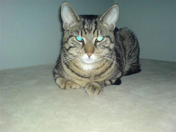 Huskat TARZAN aka HANTUZH+ - Hantuzh up close and personal! (-: billede 18