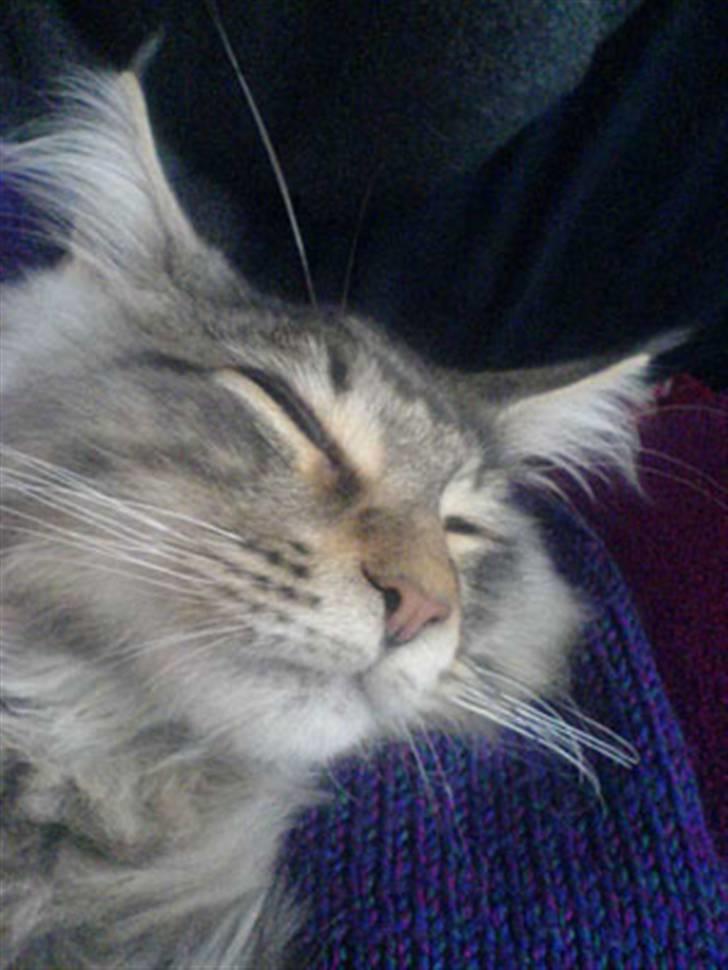 Maine Coon Gabriel - ZzzzZzzZZ billede 14