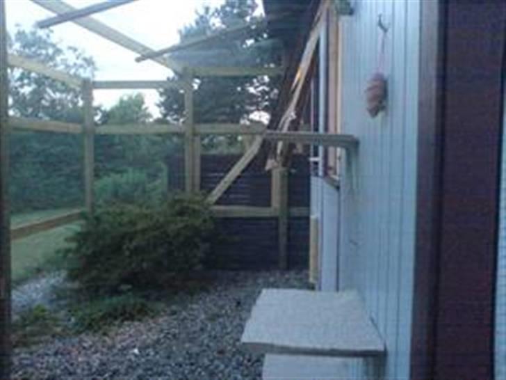 Huskat Zeuz *RIP* - Kattegården billede 15