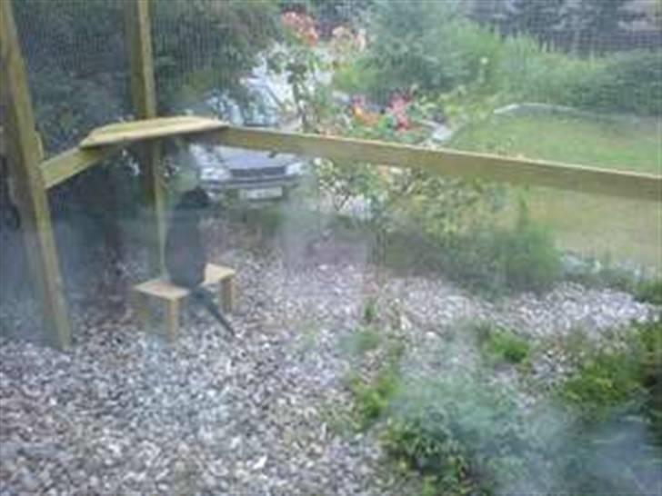 Huskat Zeuz *RIP* - Kattegården billede 16