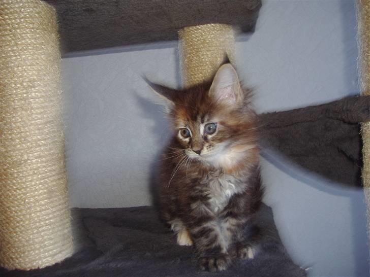 Maine Coon Coon Danica's Calamity Ja - Calamity 2 mdr billede 11
