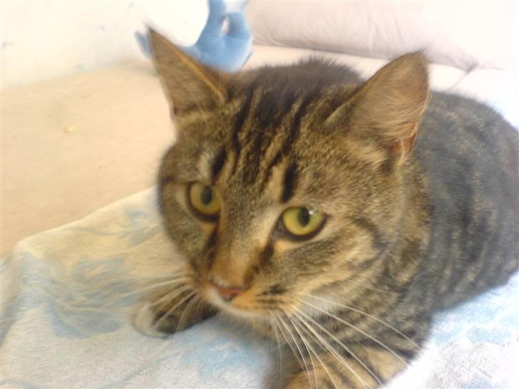 Huskat Lille mis|SOLGT| billede 1