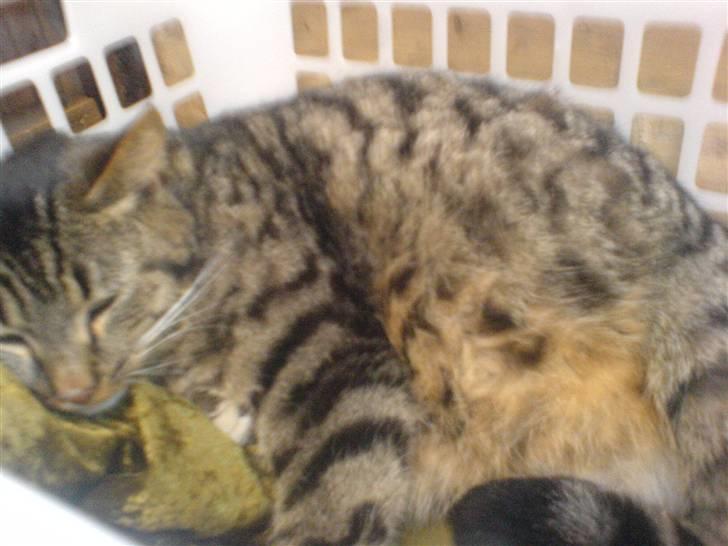 Huskat Lille mis|SOLGT| billede 2