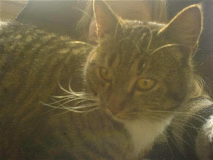 Huskat Lille mis|SOLGT| billede 3