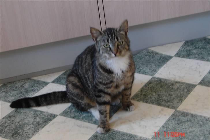 Huskat Lille mis|SOLGT| billede 4