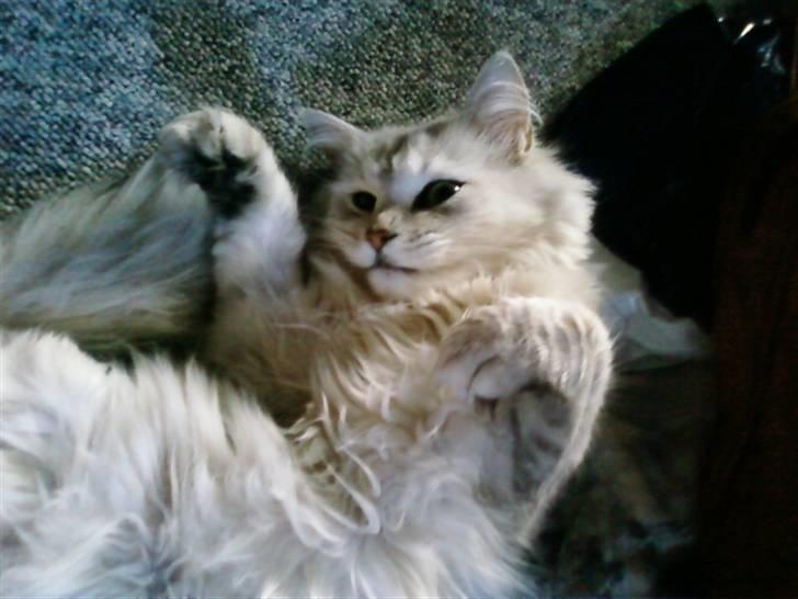 Blanding af racer Nala billede 20