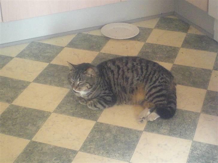 Huskat Lille mis|SOLGT| billede 5