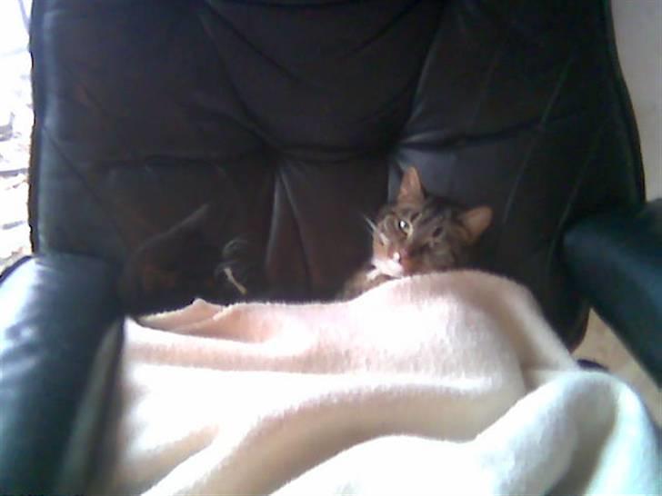 Huskat Lille mis|SOLGT| billede 6