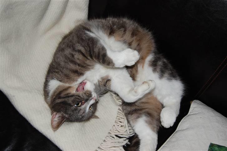 Blanding af racer Sofus billede 20