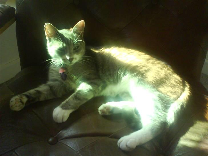 Huskat Pjuske - Her lægger pjuske lige i solen i en dejlig blød lænestol hihi billede 1