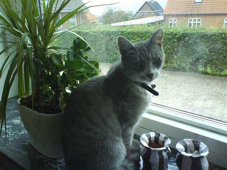 Huskat Pjuske - så sider hun lige og ser om der er et par lækre sager ud af vinduet billede 2