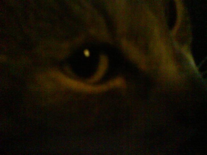 Huskat Pjuske - smukke pjuske øjne billede 3