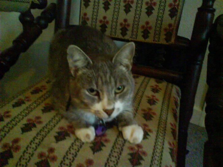 Huskat Pjuske - Her lægger hun i vores gynge-stol og nyder varmen indenfor hihi billede 4