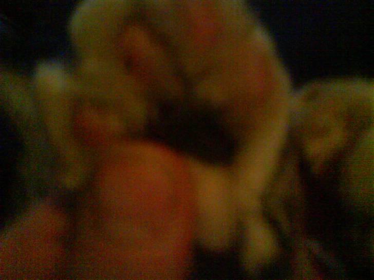 Huskat Pjuske - Her er pjuskes lille søde potte! billede 5