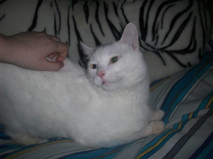 Huskat Frank Junior (SOLGT) billede 6