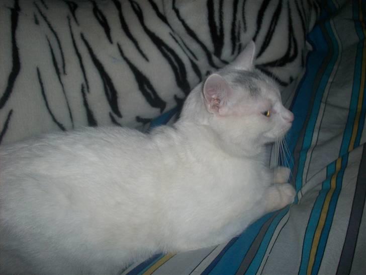 Huskat Frank Junior (SOLGT) billede 7