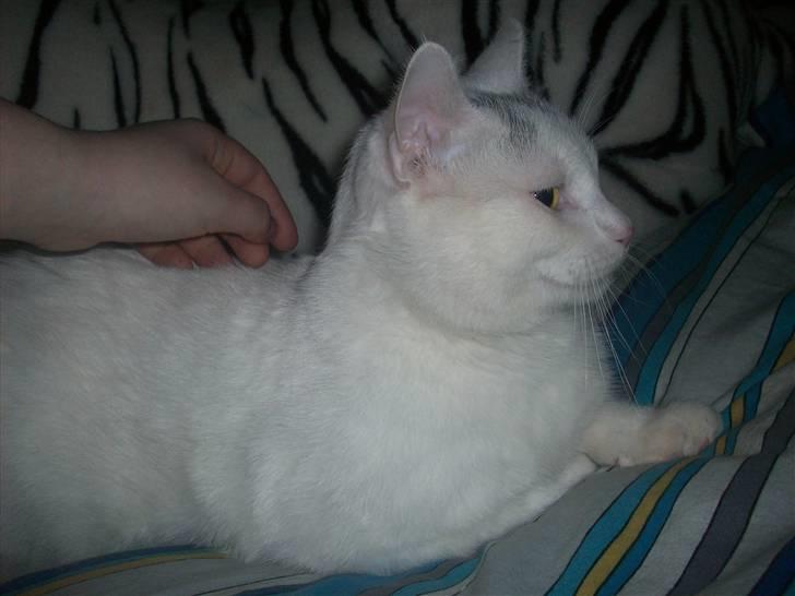 Huskat Frank Junior (SOLGT) billede 8