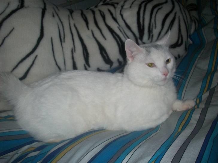 Huskat Frank Junior (SOLGT) billede 9