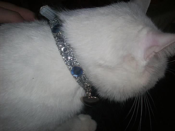 Huskat Frank Junior (SOLGT) billede 10