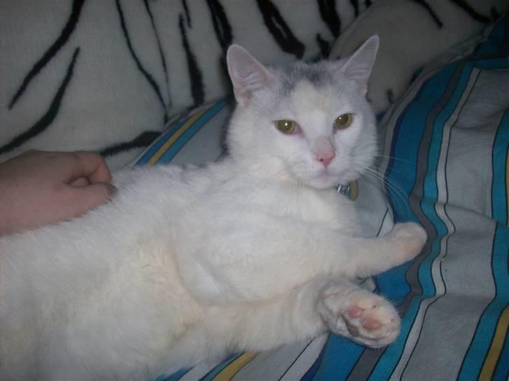 Huskat Frank Junior (SOLGT) billede 11