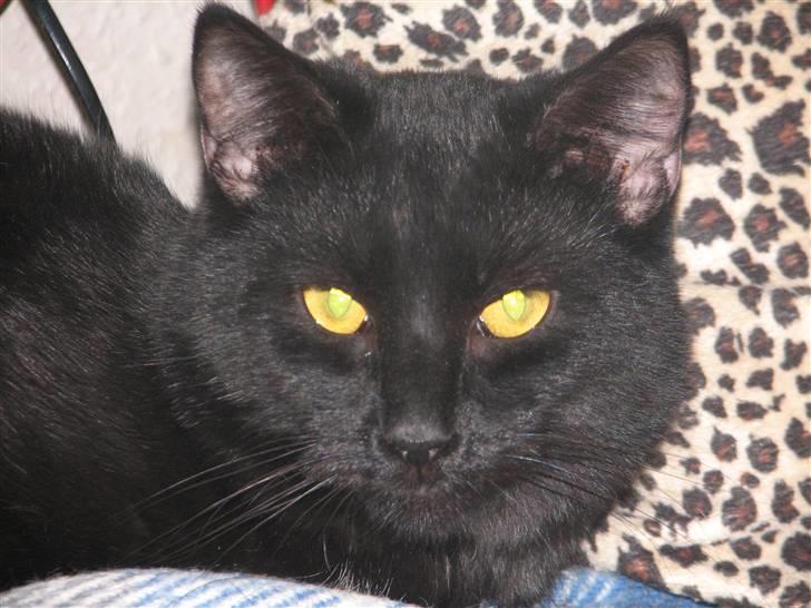 Huskat Sorteper billede 2