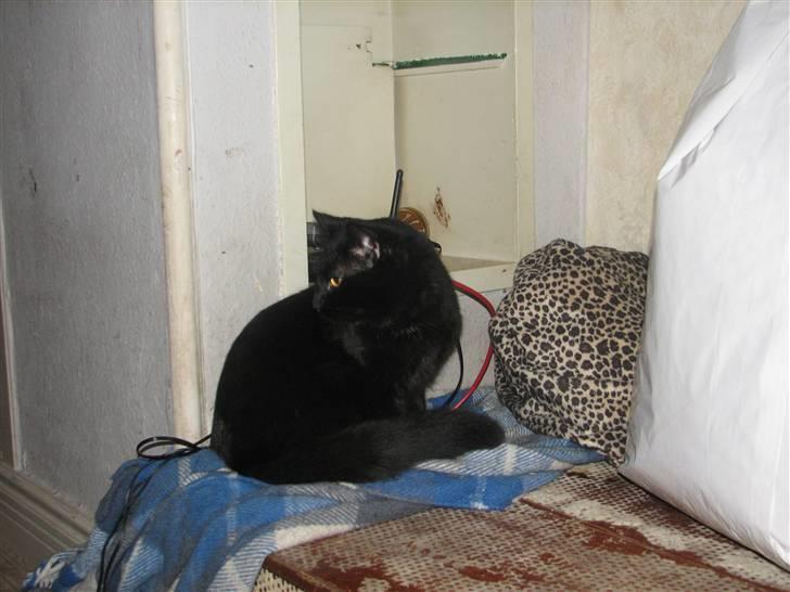 Huskat Sorteper billede 3