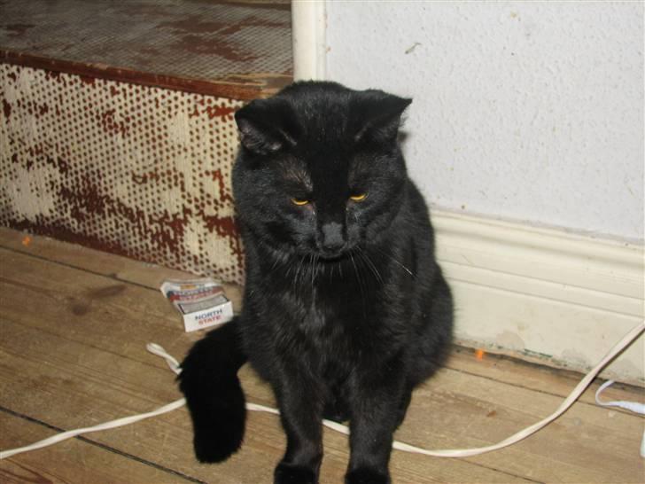 Huskat Sorteper billede 4