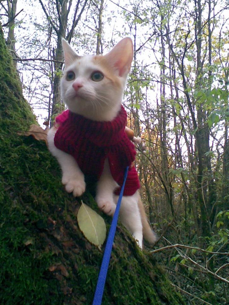 Blanding af racer Kida *solgt* - Kida i træ billede 1