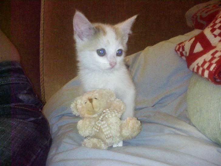 Blanding af racer Kida *solgt* - Kida som lille billede 4