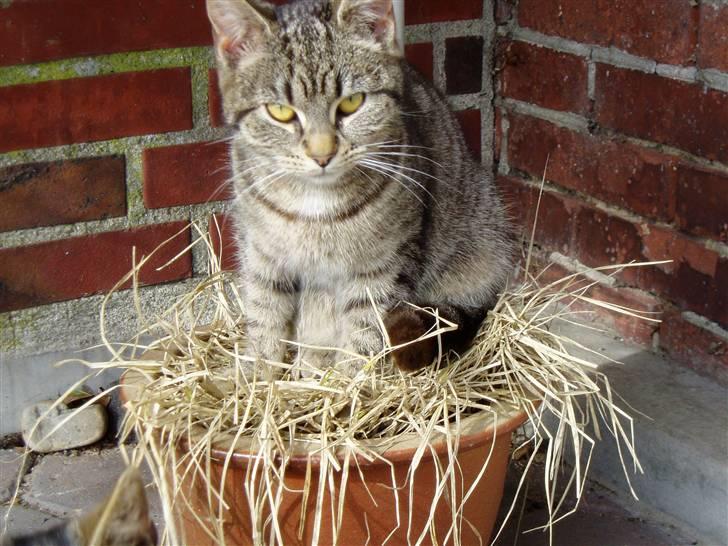 Huskat Otto - Arg.. her sider jeg godt :p billede 18