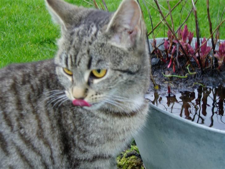 Huskat Otto - tørstig? :p billede 19