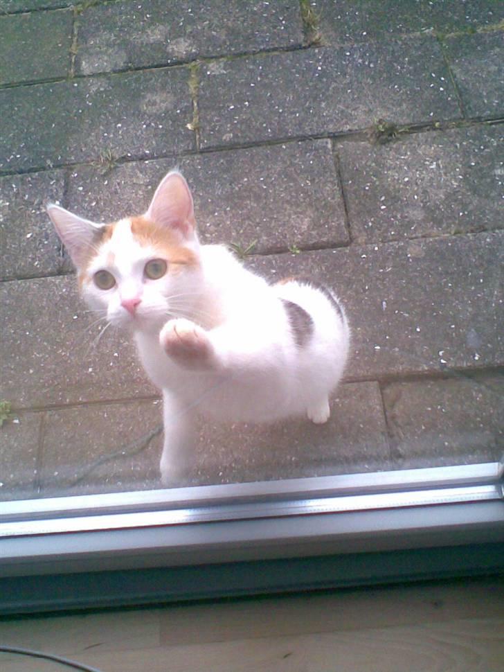 Blanding af racer Kida *solgt* - Kida udenfor en tur... billede 5