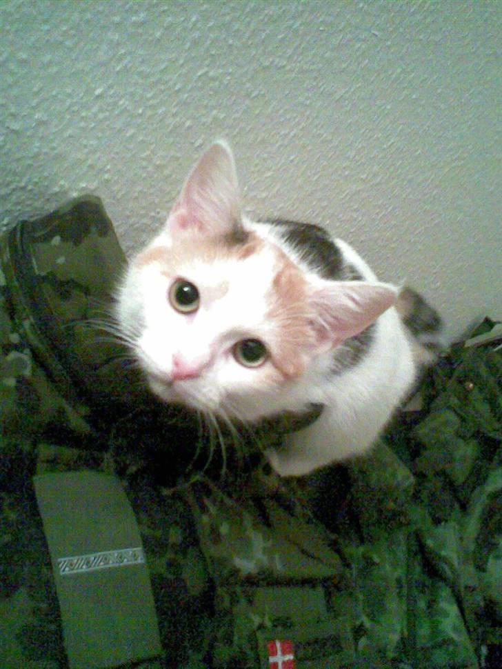 Blanding af racer Kida *solgt* - Kida i chris militær jakke billede 6