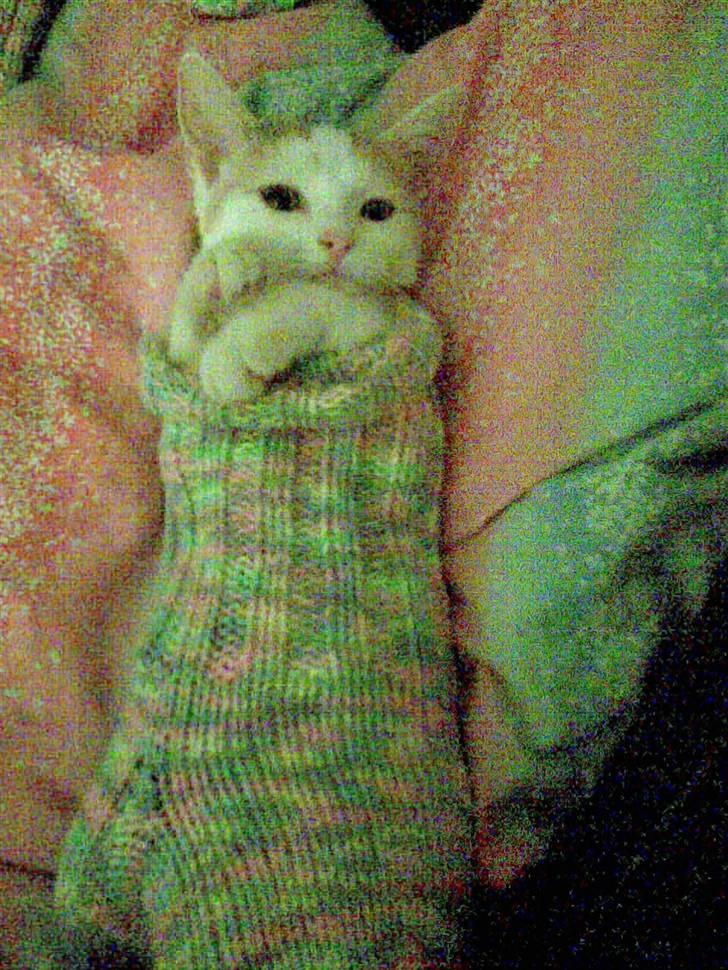 Blanding af racer Kida *solgt* - Kida i sok billede 8