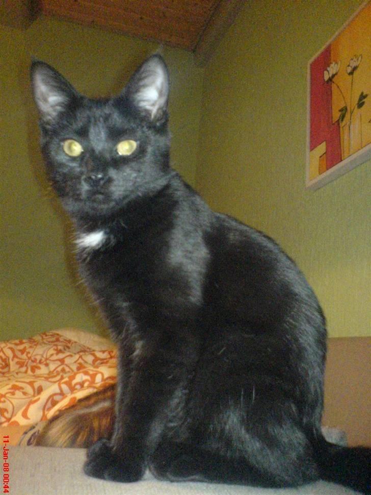 Blanding af racer Laban billede 7