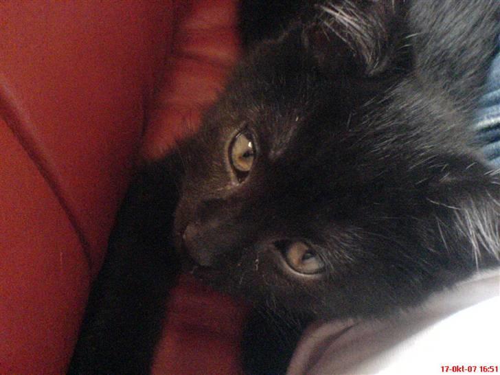 Blanding af racer Laban billede 8