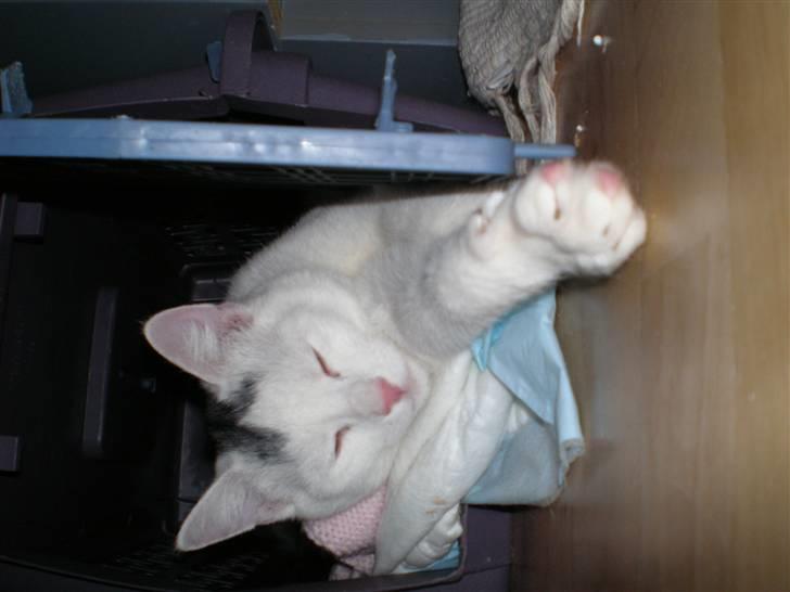 Huskat Aksel billede 9
