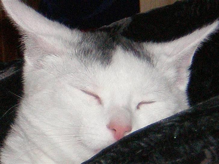 Huskat Aksel billede 10