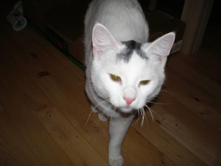 Huskat Aksel billede 11