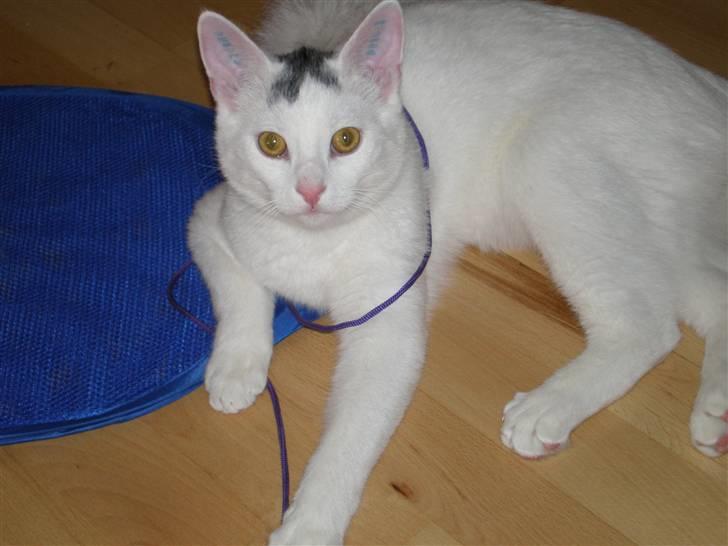 Huskat Aksel billede 12