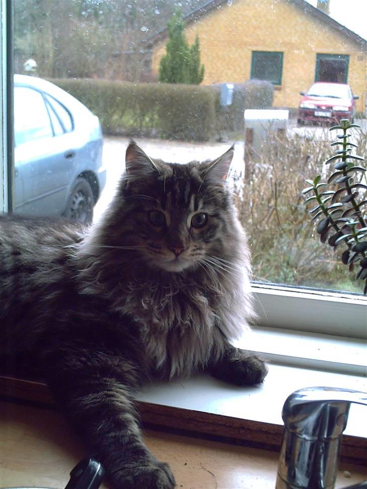 Maine Coon Baloo billede 5