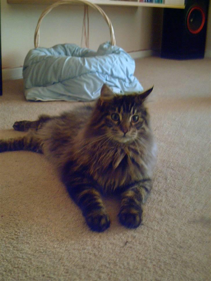 Maine Coon Baloo billede 6