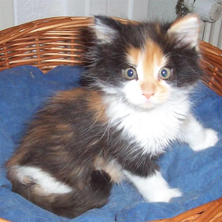 Maine Coon Krammedyret Julie - 4 uger billede 6